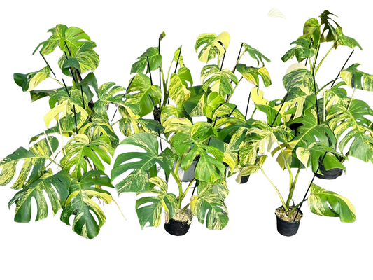 Monstera Aurea Borsigiana Variegated (3–5 Leaves) – Set of 10 Plants | Wholesale