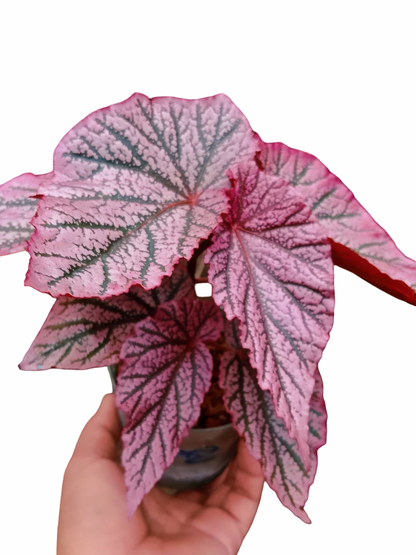 Begonia ‘Red Berry’ No. 1  — Wholesale Set of 10 Plants