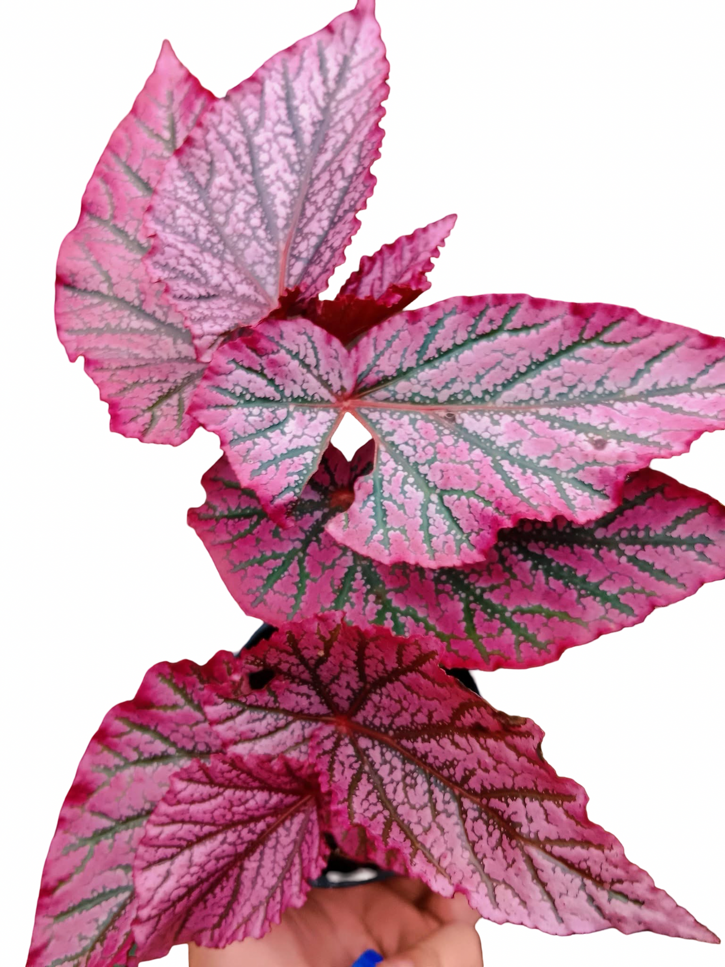 Begonia ‘Red Berry’ No. 1  — Wholesale Set of 10 Plants
