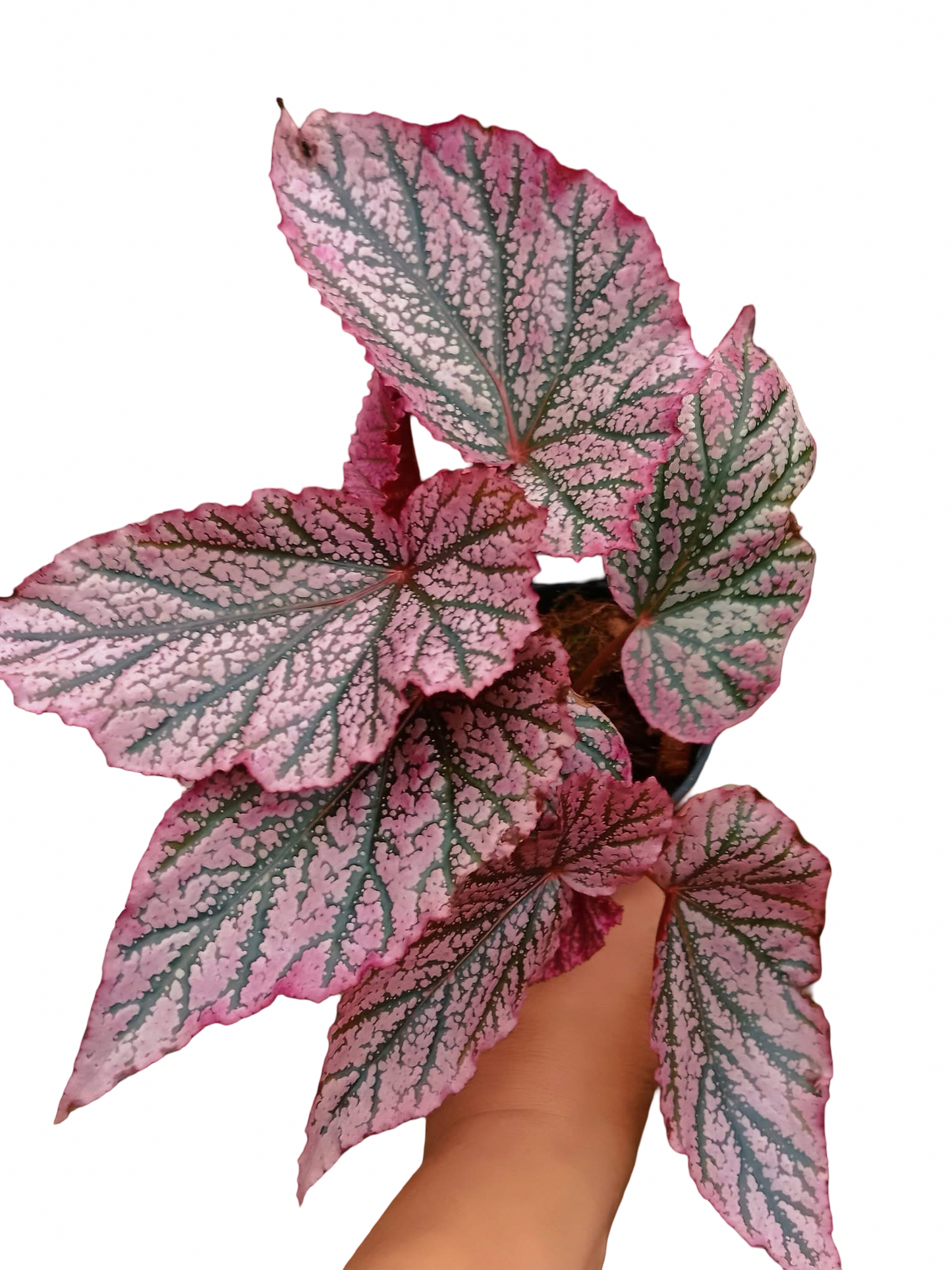 Begonia ‘Red Berry’ No. 1  — Wholesale Set of 10 Plants