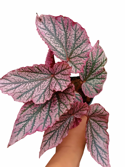 Begonia ‘Red Berry’ No. 1  — Wholesale Set of 10 Plants