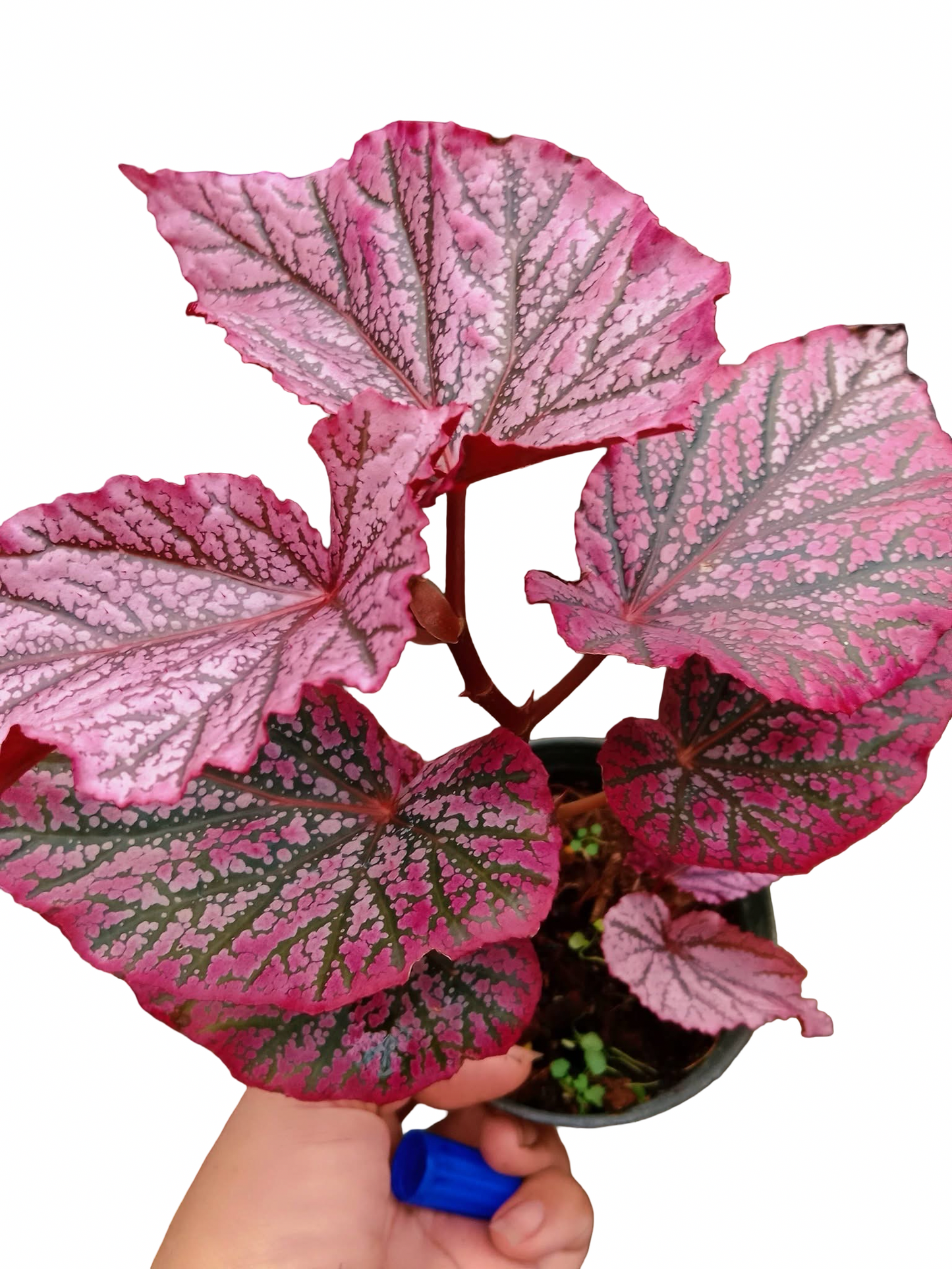 Begonia ‘Red Berry’ No. 1  — Wholesale Set of 10 Plants