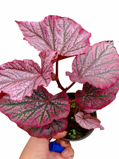 Begonia ‘Red Berry’ No. 1  — Wholesale Set of 10 Plants