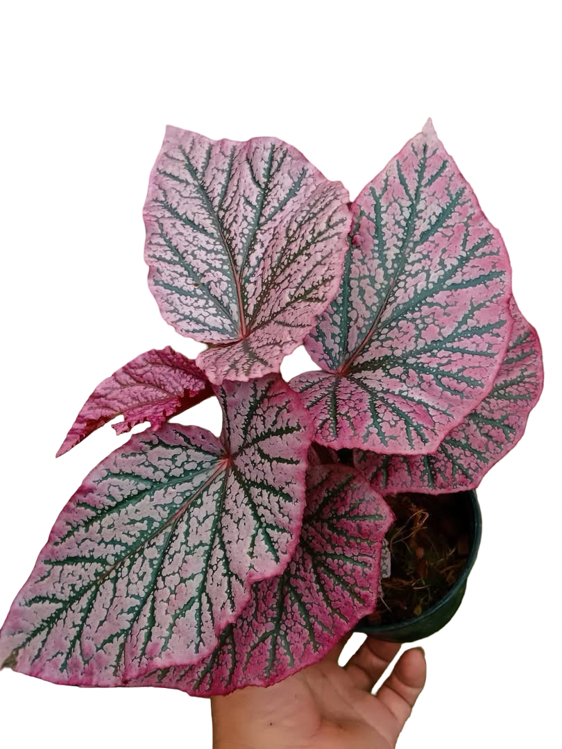 Begonia ‘Red Berry’ No. 1  — Wholesale Set of 10 Plants