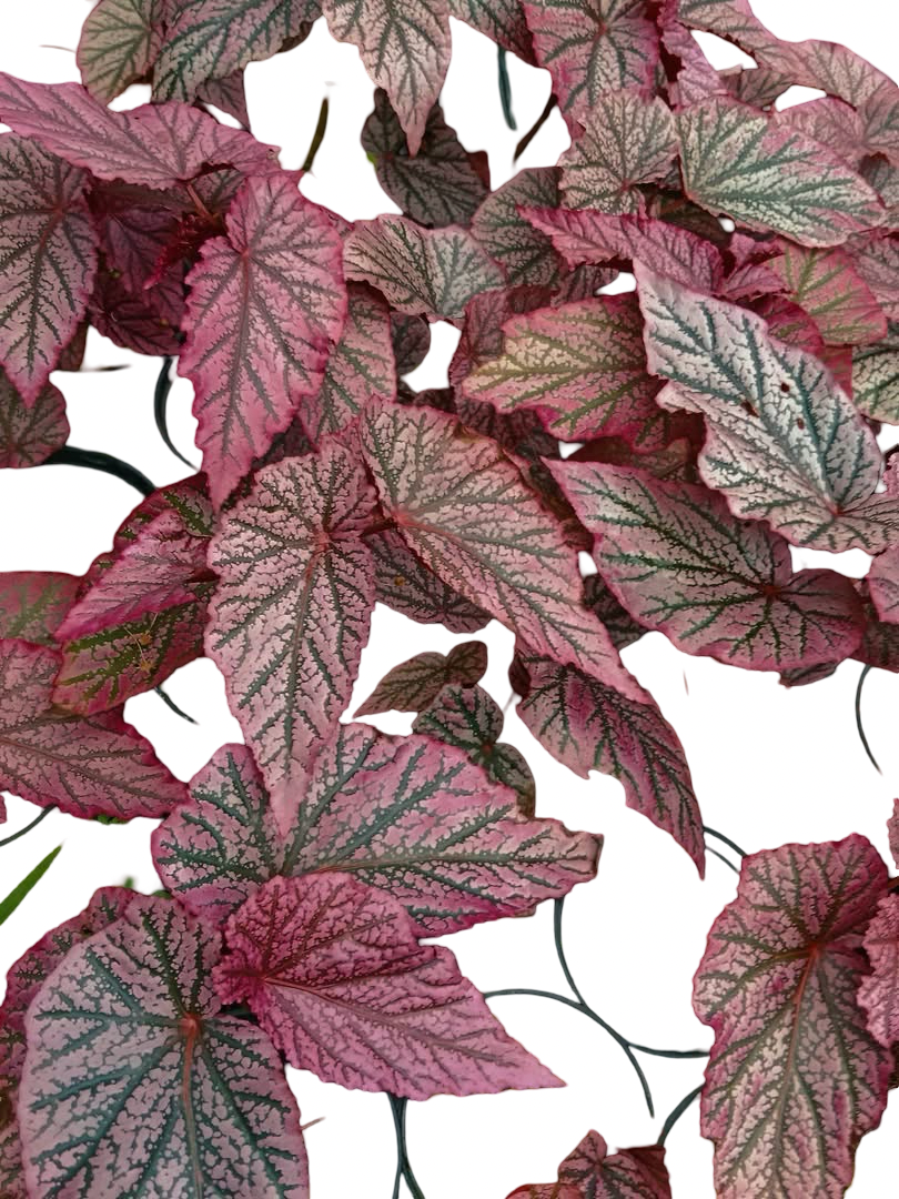Begonia ‘Red Berry’ No. 1  — Wholesale Set of 10 Plants