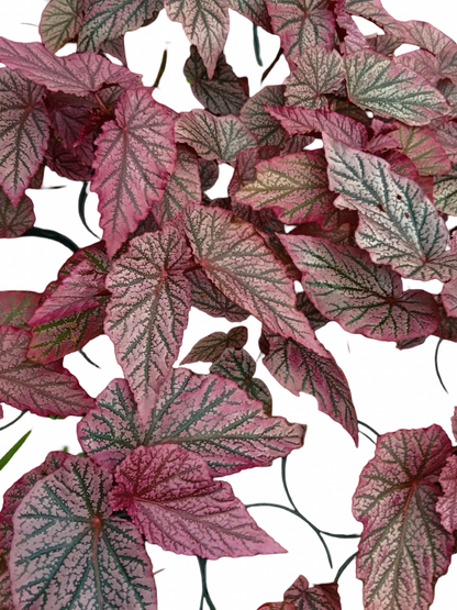 Begonia ‘Red Berry’ No. 1  — Wholesale Set of 10 Plants