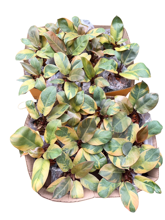 Philodendron Black Cardinal Variegated (no. 2) Set of 10 plants