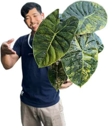 Alocasia Golden Bone Variegated (Set of 10 Plants)