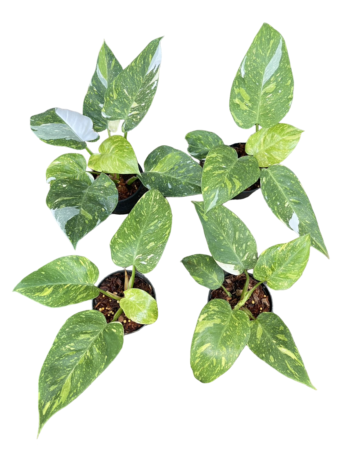 Philodendron White Princess Tricolor Variegated — Set of 4 Plants