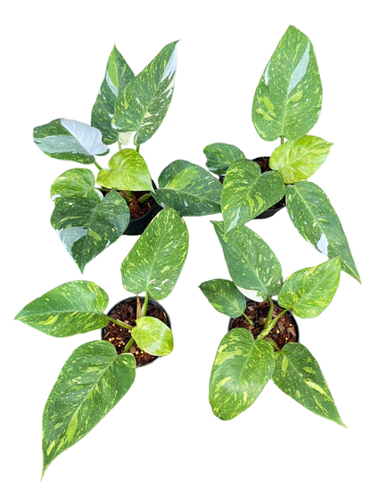 Philodendron White Princess Tricolor Variegated — Set of 4 Plants