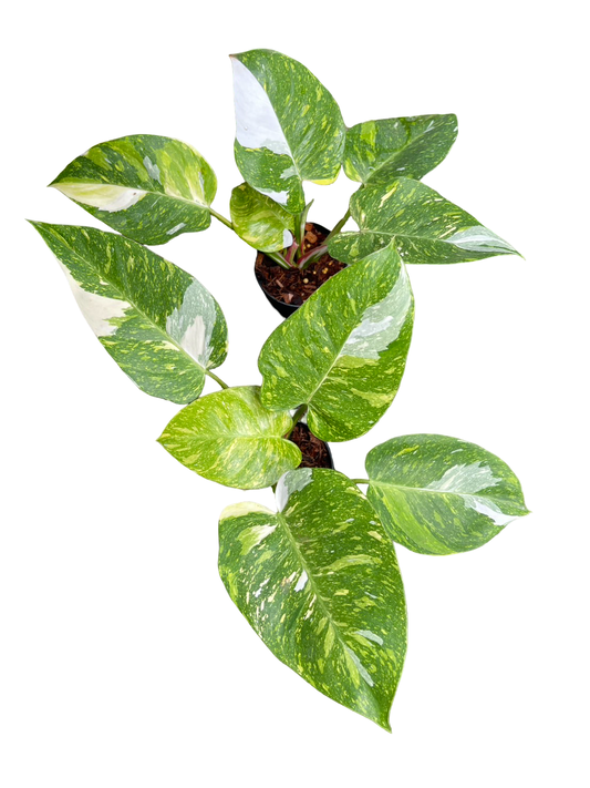 Philodendron White Princess Tricolor Variegated — Set of 4 Plants