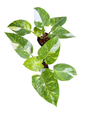 Philodendron White Princess Tricolor Variegated — Set of 4 Plants