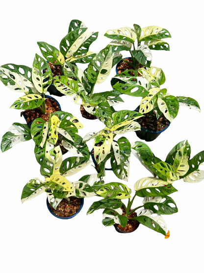 Monstera adansonii ‘Albo Variegated’ – Set of 10 Plants