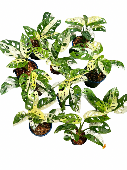 Monstera adansonii ‘Albo Variegated’ – Set of 10 Plants