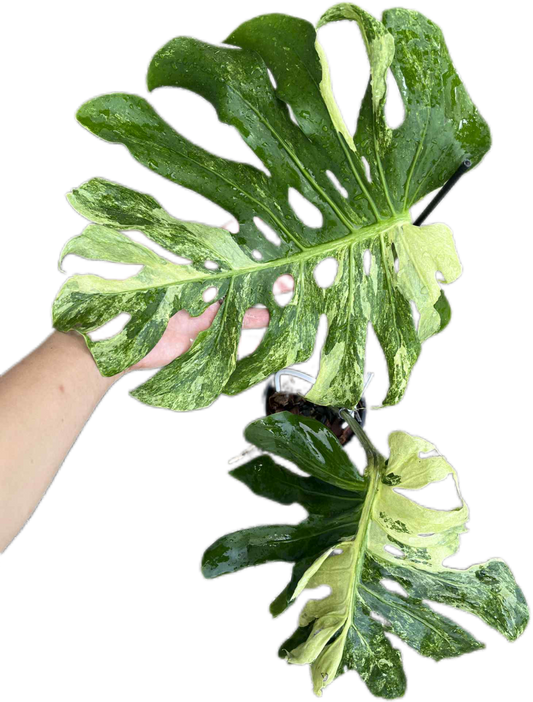 Monstera Deliciosa “Ocean Mint” Variegated – Actual Plant (Rare Collector’s Edition)