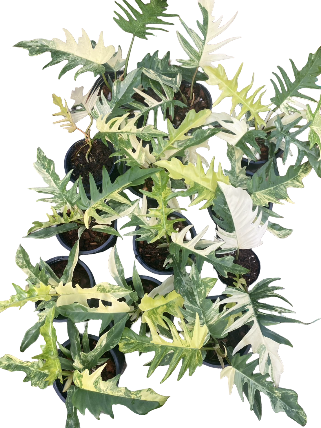 Philodendron Florida Beauty x Tortum Variegated – Set of 10 Plants