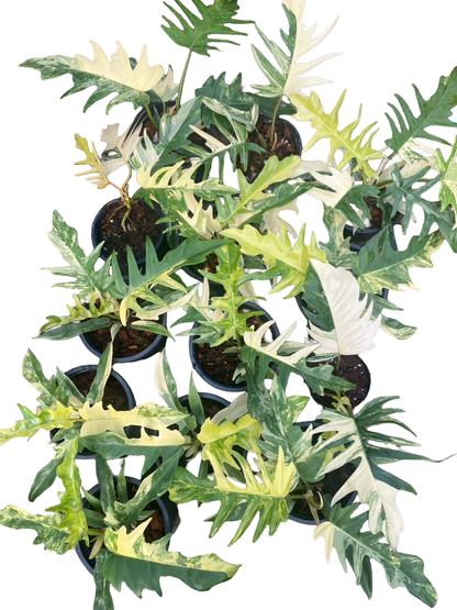 Philodendron Florida Beauty x Tortum Variegated – Set of 10 Plants