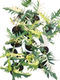 Philodendron Florida Beauty x Tortum Variegated – Set of 10 Plants