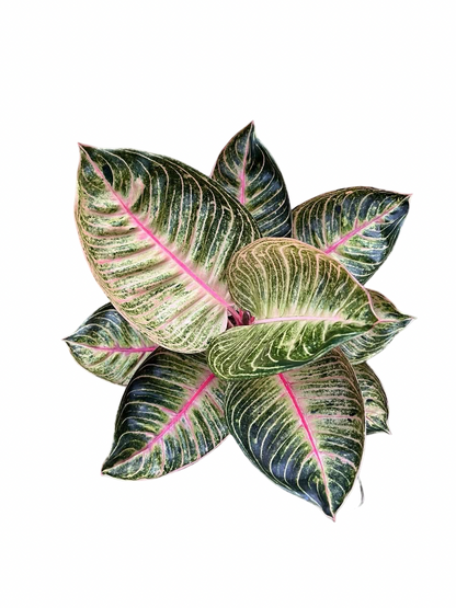Aglaonema “Pink Moonlight” | Set of 10 Plants