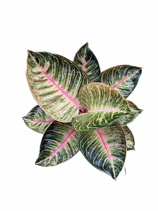 Aglaonema “Pink Moonlight” | Set of 10 Plants