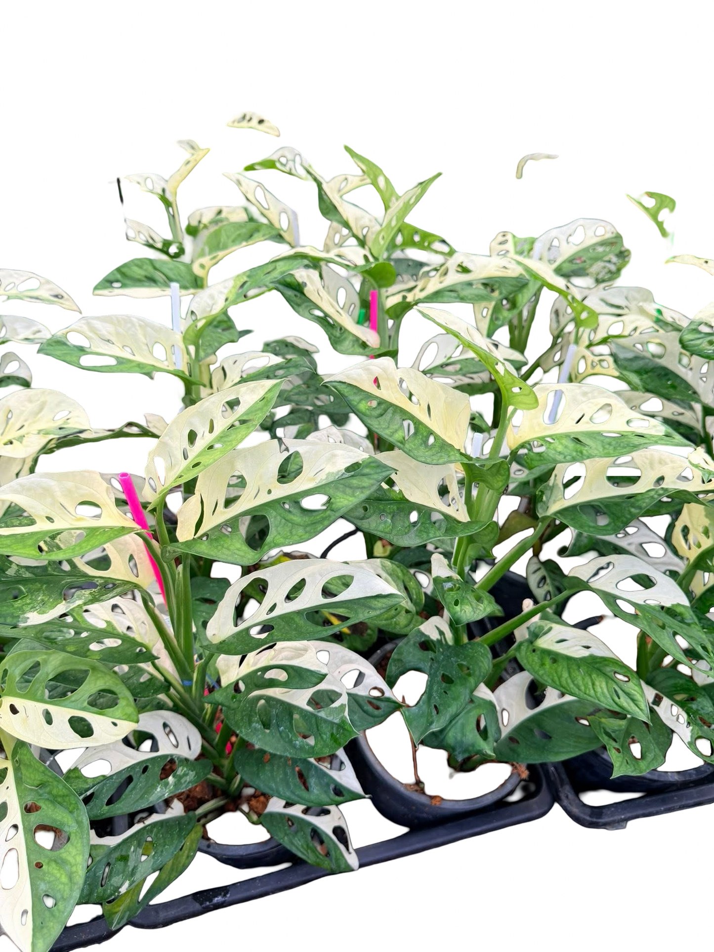 Monstera adansonii ‘Albo Variegated’ Big Size – Set of 10 Plants
