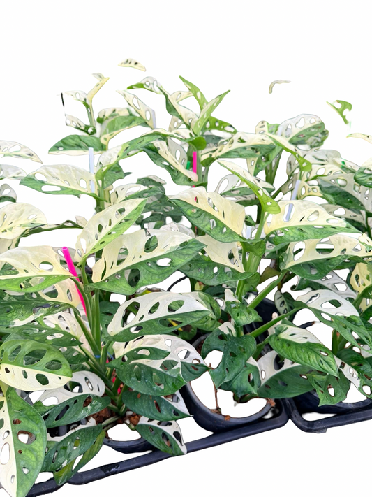 Monstera adansonii ‘Albo Variegated’ Big Size – Set of 10 Plants