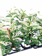 Monstera adansonii ‘Albo Variegated’ Big Size – Set of 10 Plants