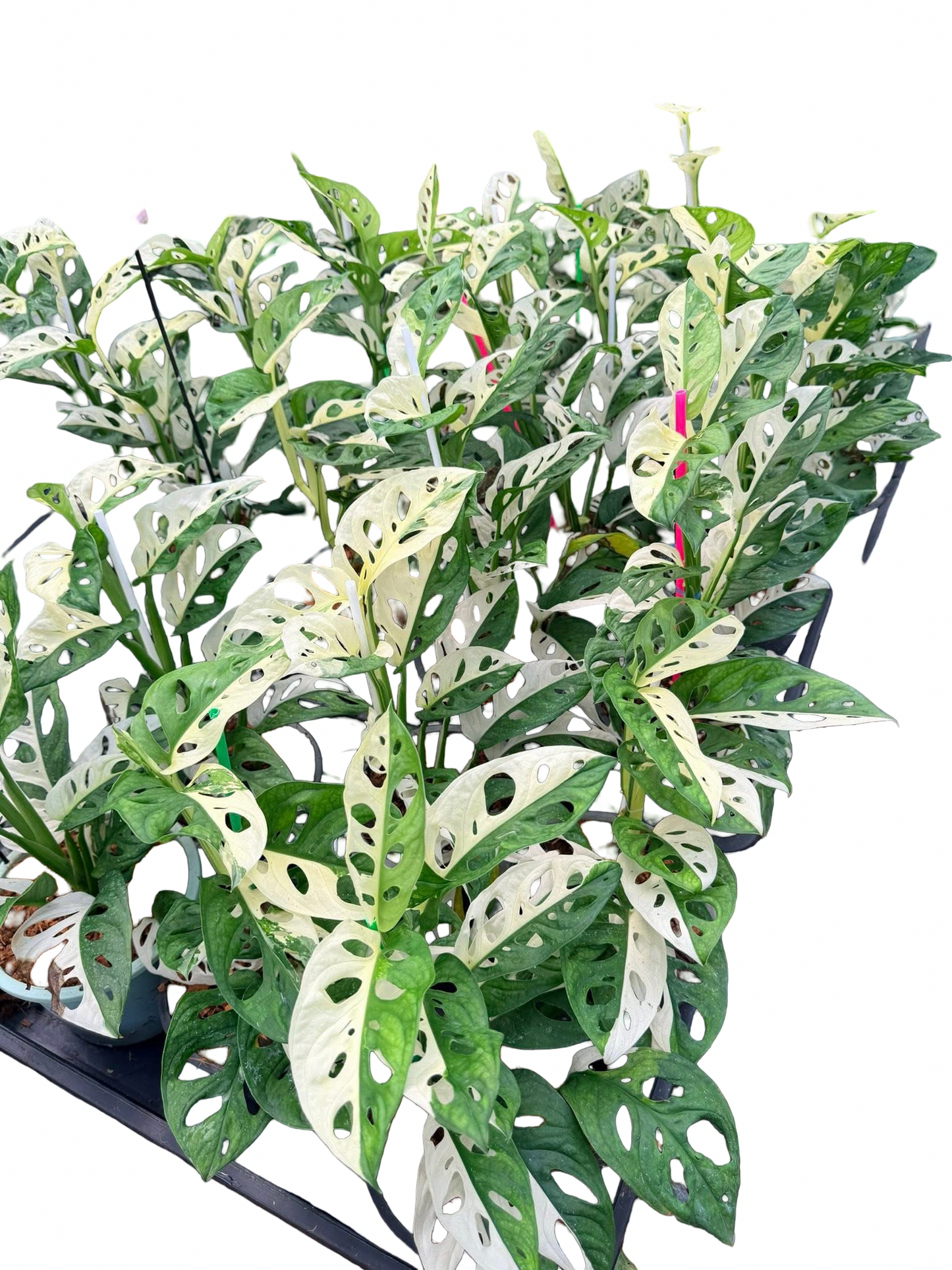 Monstera adansonii ‘Albo Variegated’ Big Size – Set of 10 Plants