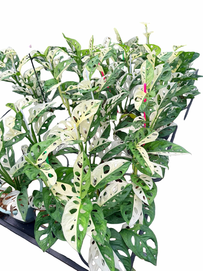 Monstera adansonii ‘Albo Variegated’ Big Size – Set of 10 Plants
