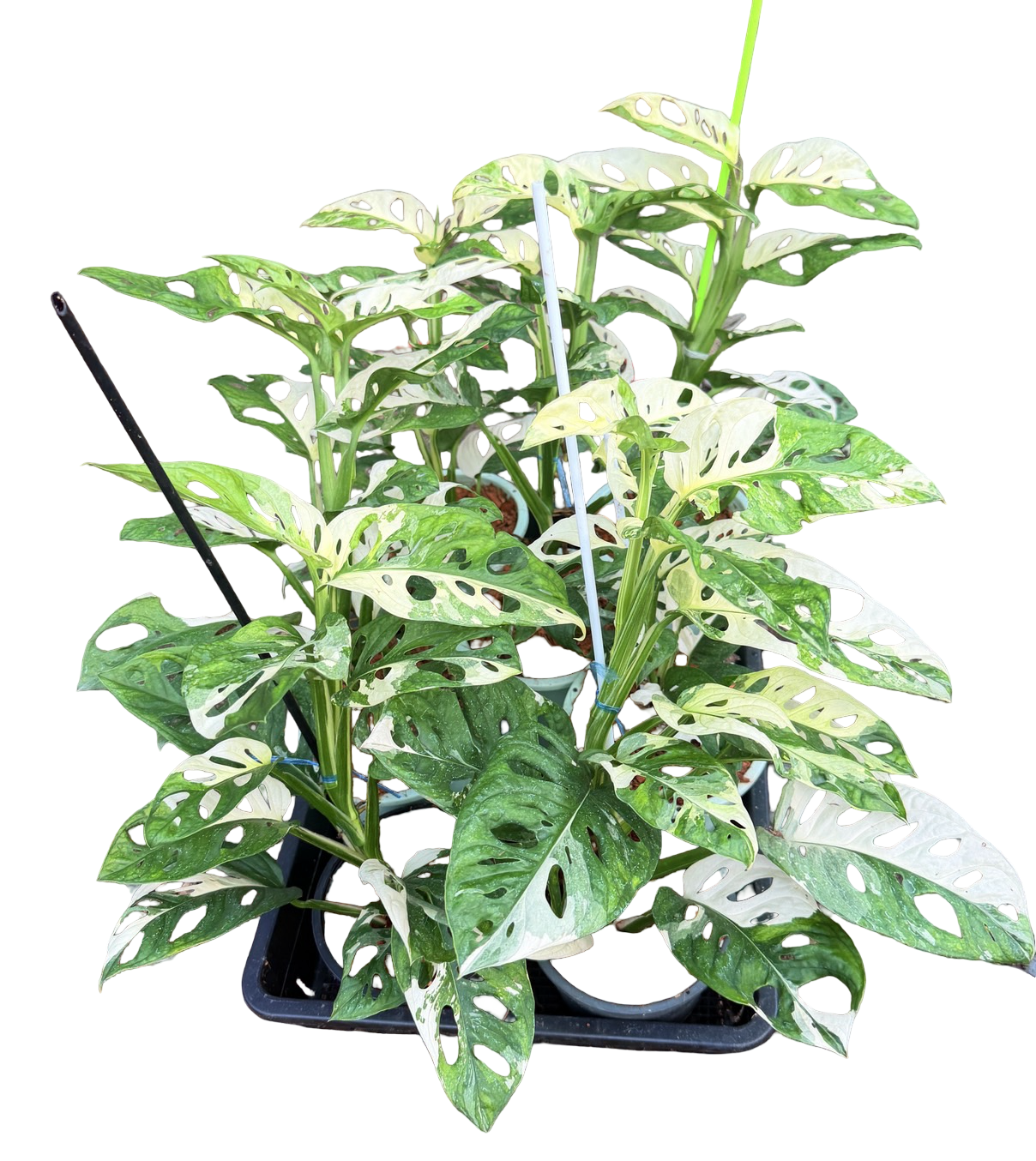 Monstera adansonii ‘Albo Variegated’ Big Size – Set of 10 Plants