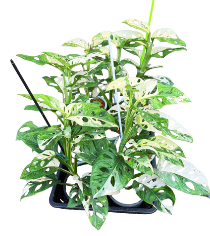 Monstera adansonii ‘Albo Variegated’ Big Size – Set of 10 Plants