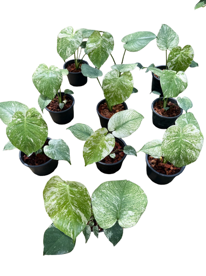 Monstera Deliciosa White Monster Set of 10 Plants