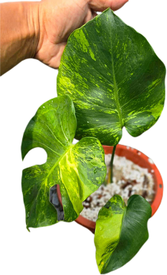 Monstera deliciosa ‘Green Elf Tricolor’ Variegated – Rare Collector’s Plant