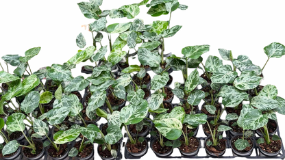 Monstera Deliciosa “Bulbasaur” (TC Seedlings) — Set of 10 Plants