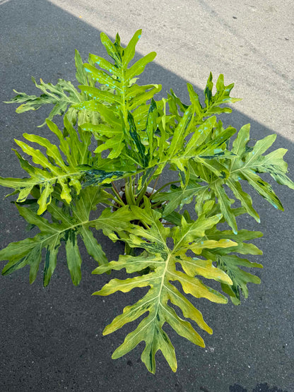Philodendron Selloum Aurea Variegated – Big Size