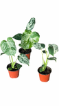 Monstera Deliciosa “Bulbasaur” (TC Seedlings) — Set of 10 Plants
