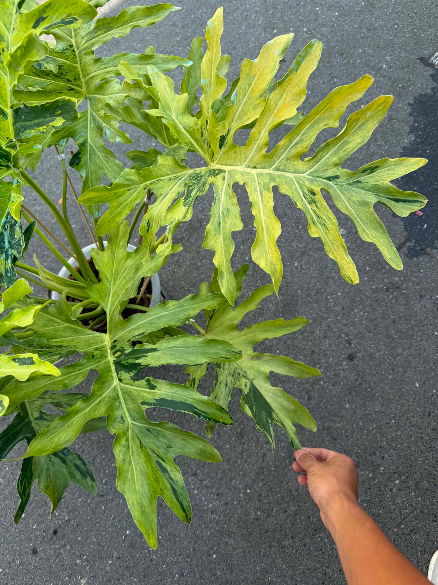 Philodendron Selloum Aurea Variegated – Big Size