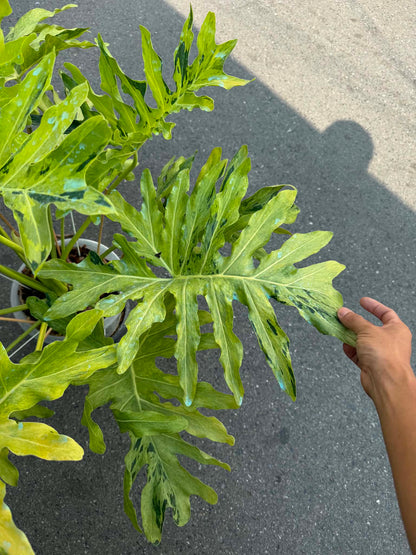 Philodendron Selloum Aurea Variegated – Big Size