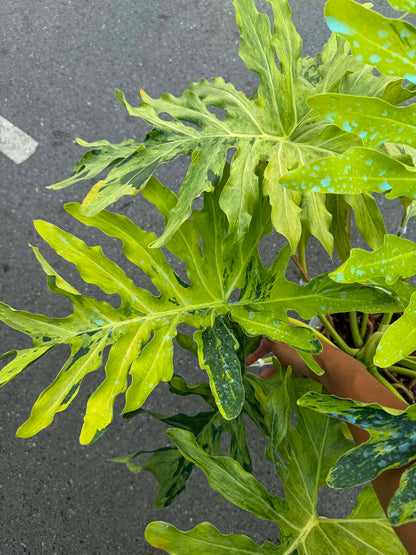 Philodendron Selloum Aurea Variegated – Big Size
