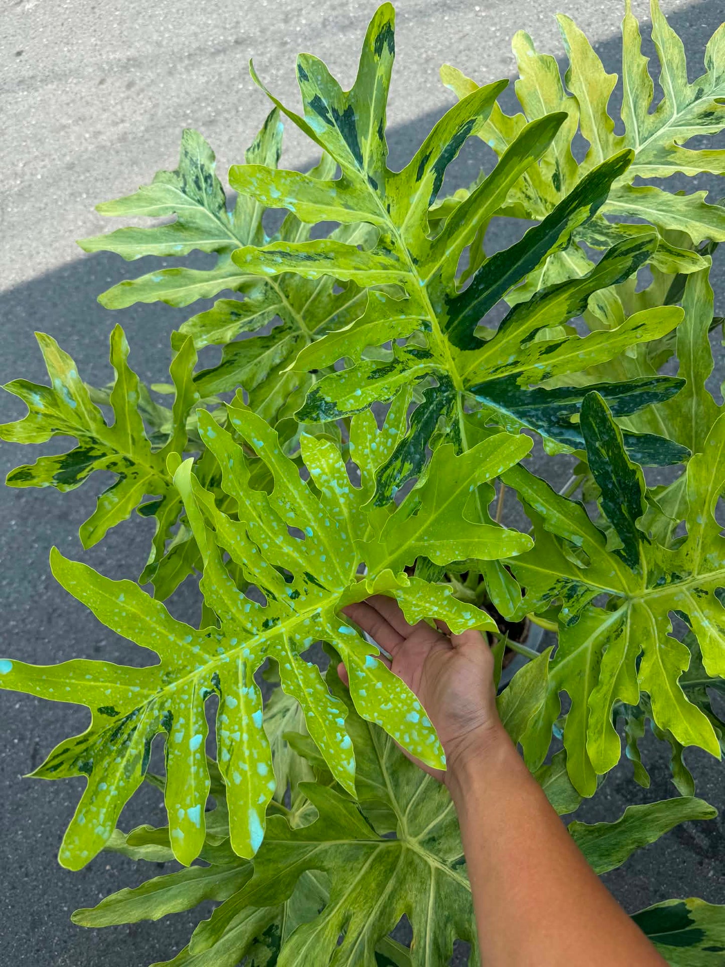 Philodendron Selloum Aurea Variegated – Big Size