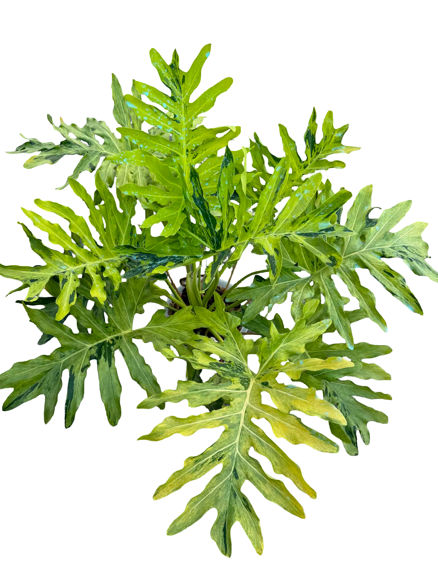 Philodendron Selloum Aurea Variegated – Big Size