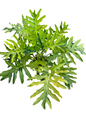 Philodendron Selloum Aurea Variegated – Big Size