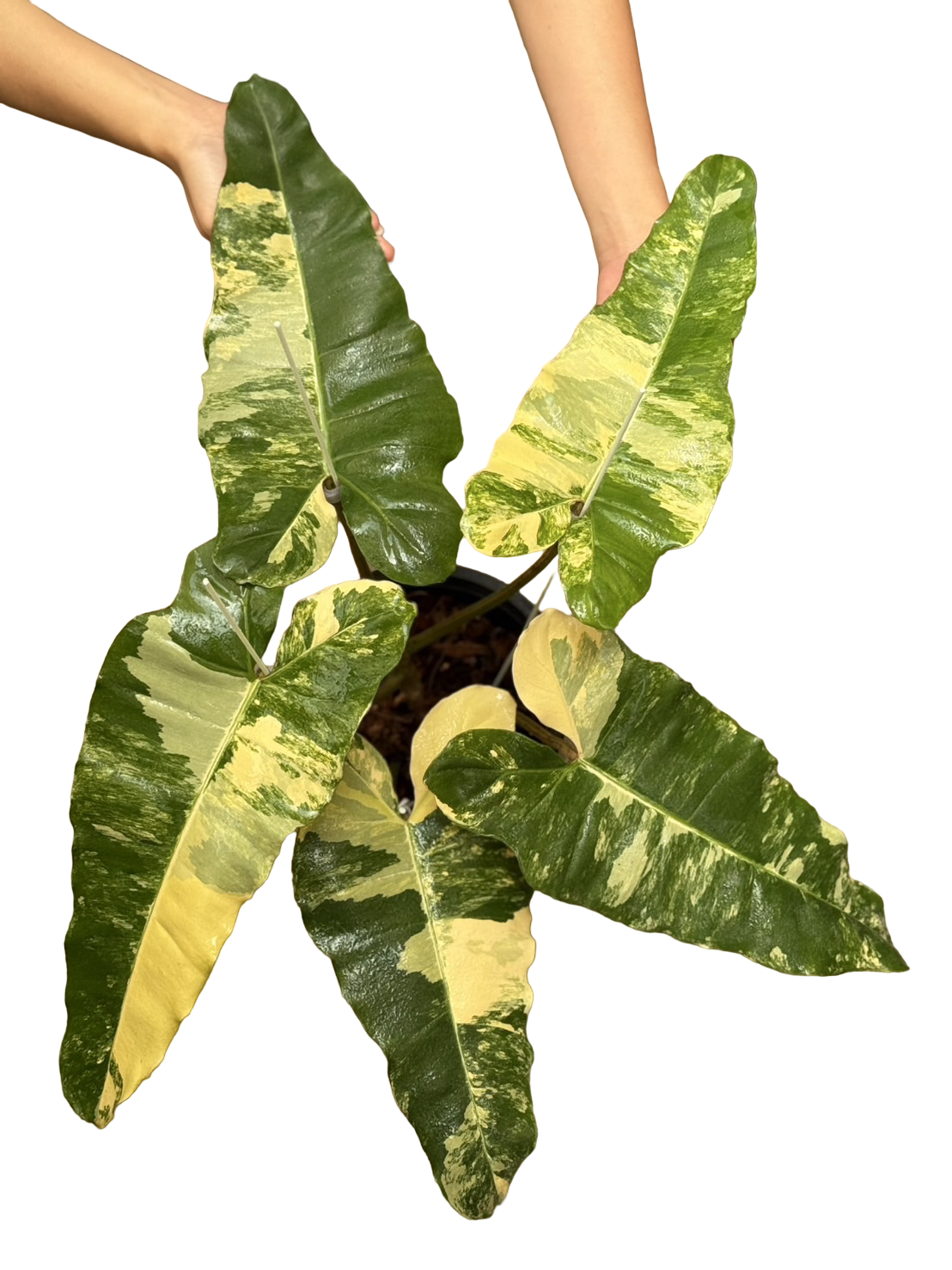 Philodendron Brown Beauty ( Florida Beauty x Brown Billiteae )