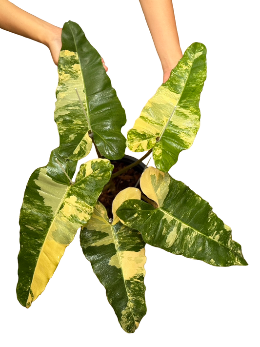 Philodendron Brown Beauty ( Florida Beauty x Brown Billiteae )