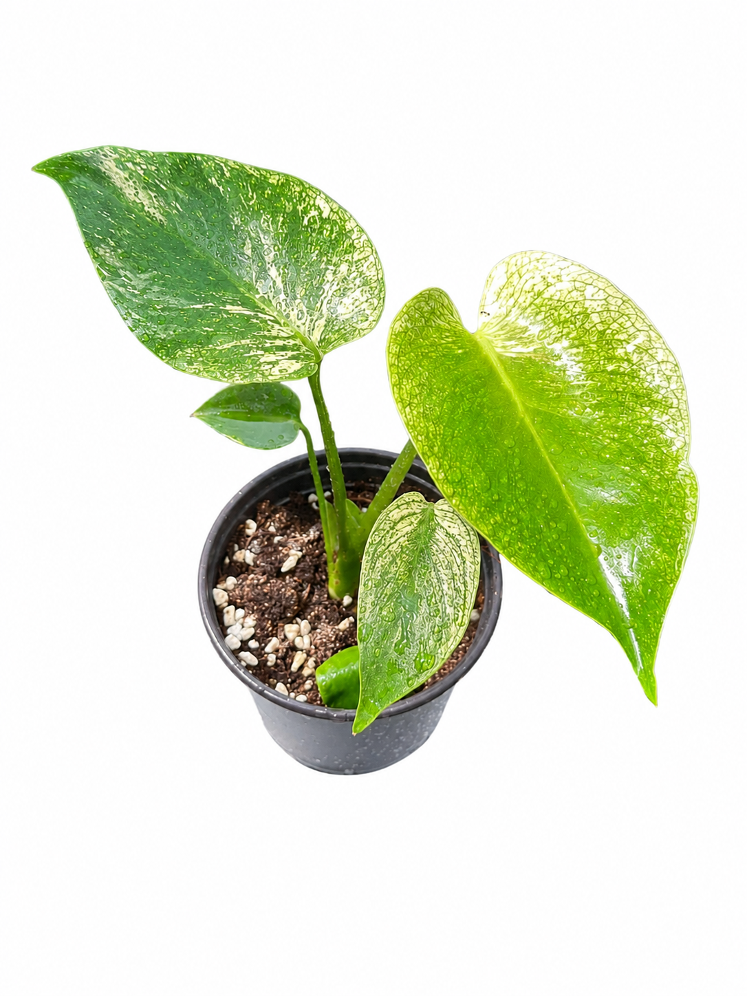 Monstera Deliciosa “Devil Monster” TC Seedlings (3-Inch Pot)