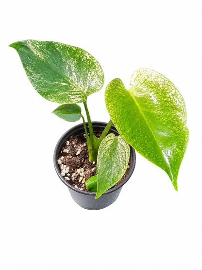 Monstera Deliciosa “Devil Monster” TC Seedlings (3-Inch Pot)