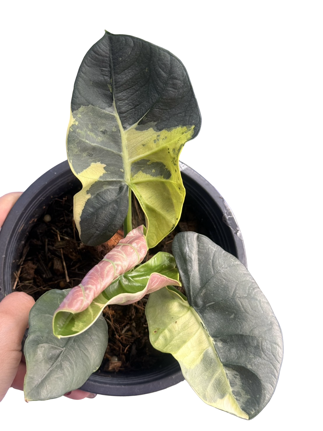 Alocasia ‘Sintang Neon’ Variegated