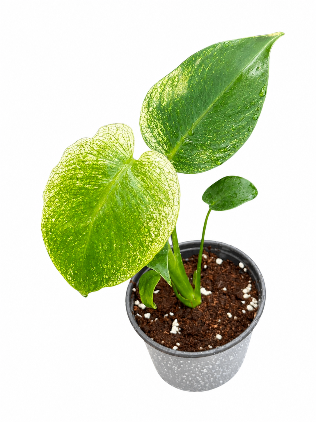 Monstera Deliciosa “Devil Monster” TC Seedlings (3-Inch Pot)