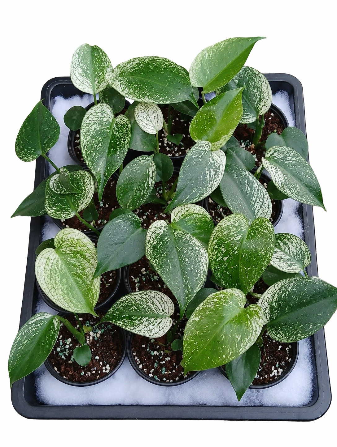 Monstera Deliciosa “Devil Monster” TC Seedlings (3-Inch Pot)