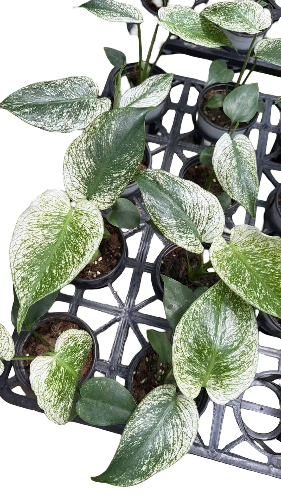Monstera Deliciosa “Devil Monster” TC Seedlings (3-Inch Pot)